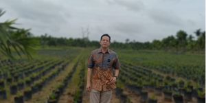 Ihsan Yunus Subsidi Bibit Sawit Unggulan dan Bersertifikasi untuk Petani Jambi