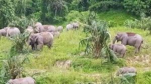 Kebun Dirusak Gajah, Warga Marah Lalu Serang Kantor BKSDA dan FZS  Tanjabbar