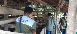 Gerak Cepat PJ Bupati Varial, Petugas Disbunnak Langsung Suntik Vitamin ke Sapi Bali di Tebo 