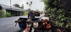Geliat Ekonomi Petani Pun Mengeliat dari Proyek Multiyears Jl Sp Pudak Suak Kandis