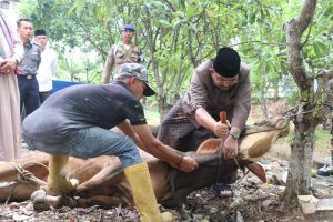 Pemkab Tanjab Barat Qurban 69 Sapi dan 8 Kambing pada Hari Raya Idul Adha 2024/1445 H