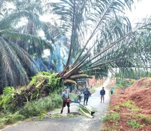 Jalan Amblas Diduga Akibat Galian Parit PTPN VI Ternyata Milik Kabupaten 