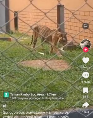 Kondisi Harimau di Taman Rimbo Jambi Disebut Memprihatinkan Viral 