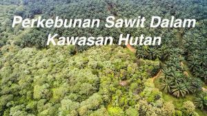 Penolakan Permohonan Penyelesaian Sawit Dalam Kawasan, Sawit Watch: Tegakan Hukum Pidana Kehutanan