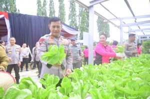 Dukung Program Ketahanan Pagan, Polda Jambi Beserta Jajaran  Panen Perkarangan Lestari