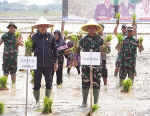 Swasembada Pangan, Ketua DPRD Tanjabbar Hadiri Tanam Padi Serentak di Desa Sri Agung