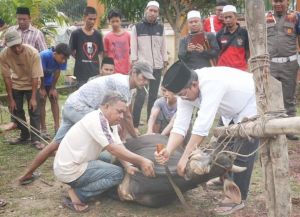 Idul Adha 1446 H: Pemkab Tanjab Barat Tebar Berkah Lewat Kurban Serentak