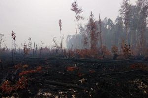 PT Energi Green Indonesia Bakal Investasi di Jambi, Kembalikan Fungsi Ekologis - Sosial
