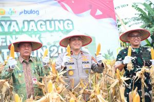 Dukung Ketahanan Pangan Nasional, Polda Jambi dan Pemprov Gelar Panen Raya Jagung Serentak 2026
