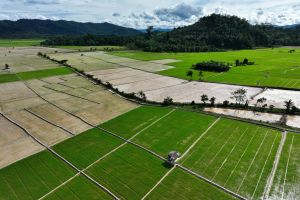 Swasembada Pangan Era Prabowo Diperkuat Aksi Nyata Daerah dan Dunia Usaha