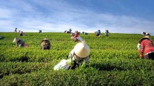 Indonesia Perkuat Swasembada Pangan dan Siap Menjadi Pemasok Pangan Dunia