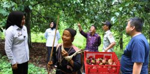 Blusukan ke Kebun, Kadiv Yankum Jambi Gali Potensi Indikasi Geografis Manggis Kerinci