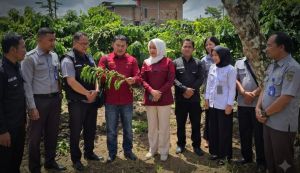 Bikin Nagih! Kopi Jambi Ini Punya Cita Rasa Rahasia, Kanwil Sampai Rela Sisir Kebun Demi Pastikan Ku