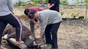 SAH Dorong Momentum Idul Adha Menggerakkan Ekonomi Peternak Lokal